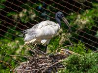 Molukkenibis in der Voliere